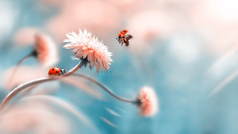 Two ladybugs on a orange spring flower. Flight of an insect. Artistic macro image. Concept spring summer. Free space. Two ladybugs on a orange spring flower. Flight of an insect. Artistic macro image. Concept spring summer. Free space.