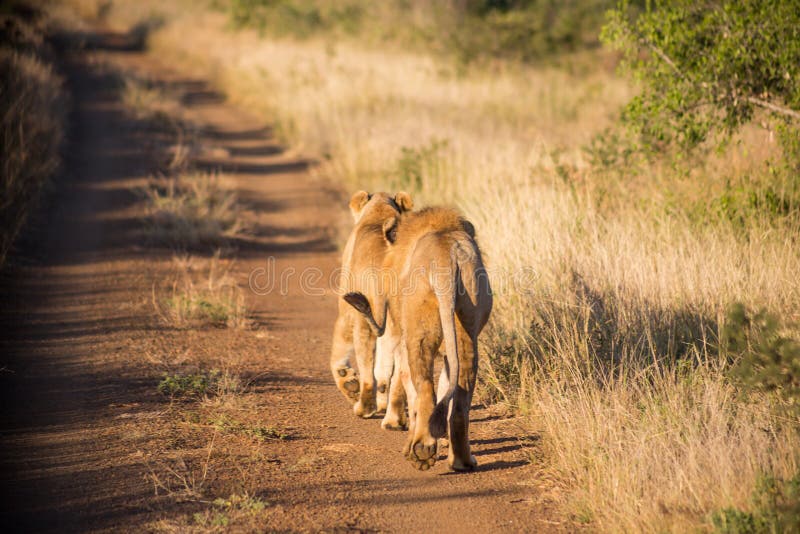 Dois leões que andam afastado na estrada de terra fotos de stock Dois leões que andam afastado na estrada de terra fotos de stock