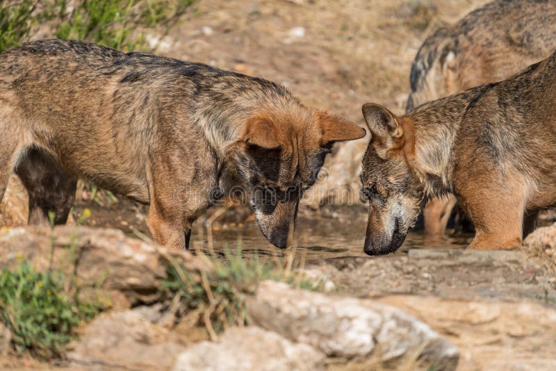 Dois lobos juntos a observar o lago fotografia de stock royalty free