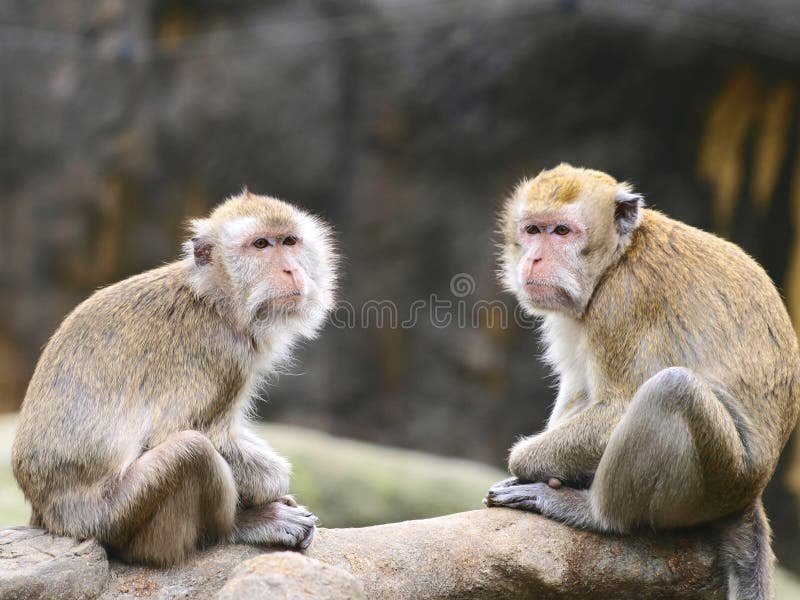 Macacos engraçados imagem de stock. Imagem de quente - 63983289