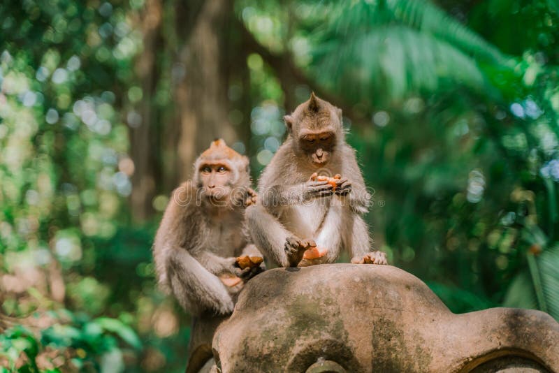 Macacos Engraçados Um Macaco Engraçado Vive Em Uma Floresta Natural Da  Tailândia Foto Royalty Free, Gravuras, Imagens e Banco de fotografias.  Image 64691823