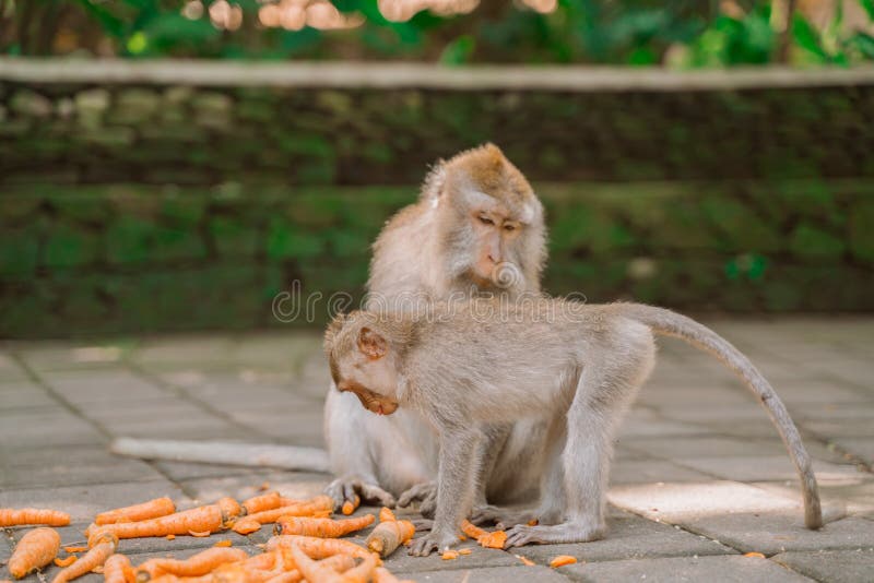 Compilação Macacos Fofos e Engraçados #02 - Bebê macaco 😍😆, Compilação Macacos  Fofos e Engraçados #02 - Bebê macaco 😍😆, By Bebê macaco Natureza