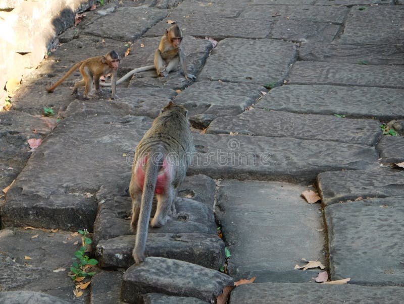 Dois macacos pequenos que jogam em uma estrada de pedra antiga Um macaco com nádegas vermelhas vai a seus filhotes fotografia de stock royalty free Dois macacos pequenos que jogam em uma estrada de pedra antiga Um macaco com nádegas vermelhas vai a seus filhotes fotografia de stock royalty free