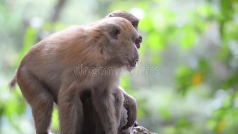 Chimpanzé Macaco Na Floresta. Cena De Vida Selvagem Da Natureza. Imagem e  Fotografia Gratuitas 199666484.