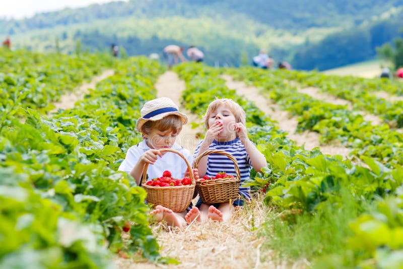 Dois meninos pequenos do irmão na morango cultivam no verão foto de stock Dois meninos pequenos do irmão na morango cultivam no verão foto de stock