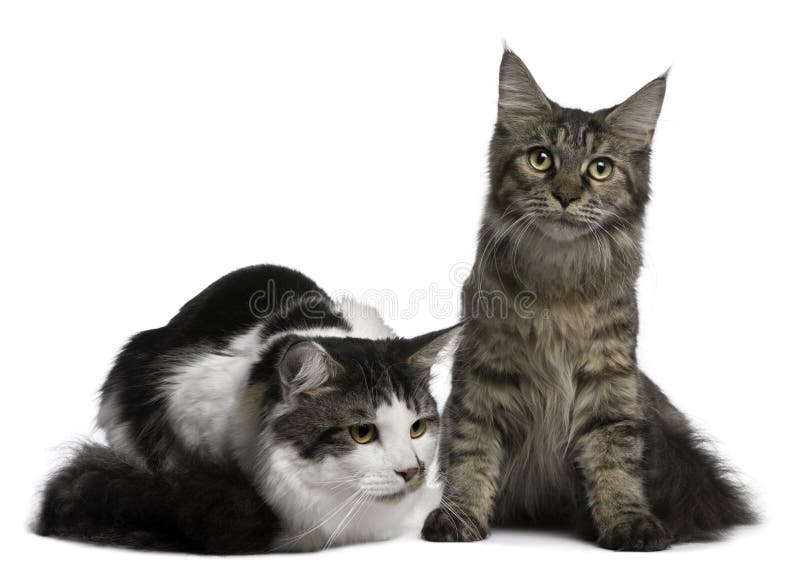 Jogos Macios Pequenos De Maine Coon Do Gatinho Foto de Stock - Imagem de  gato, cabelo: 85355236