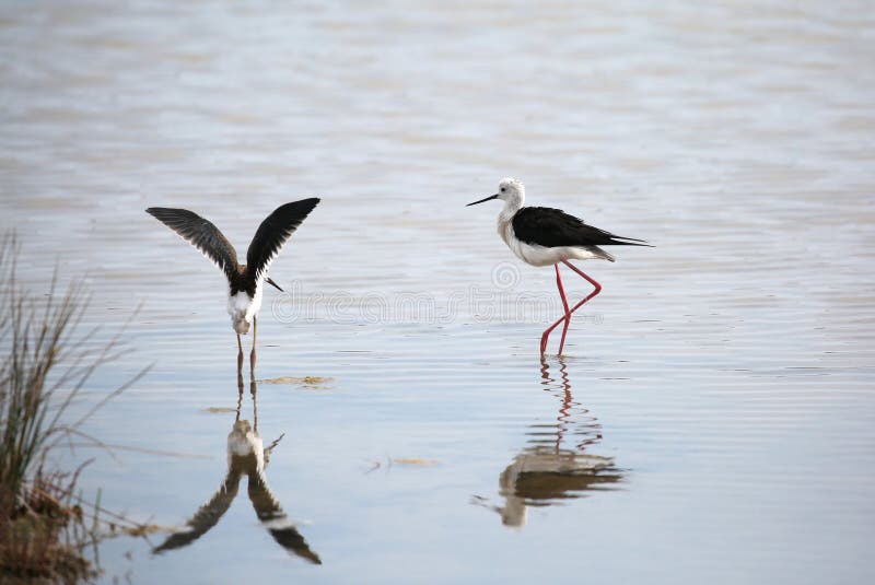 Vista De Um Pântano Ou De Uma Areia Movediça Do Pântano Imagem de Stock -  Imagem de nave, mola: 72951543