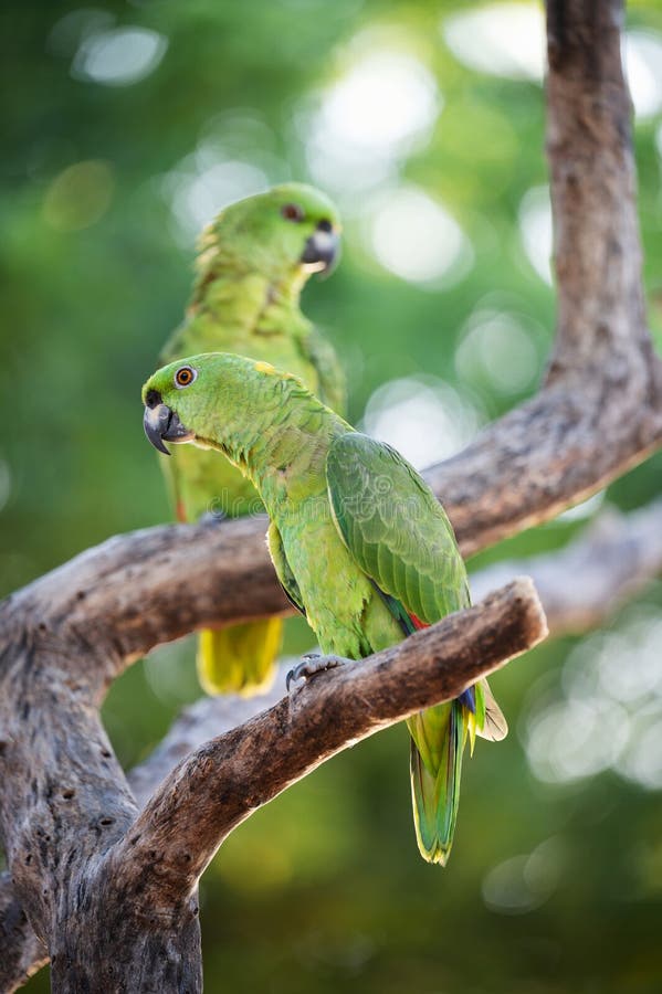 Dois papagaios verdes fofos imagem de stock royalty free