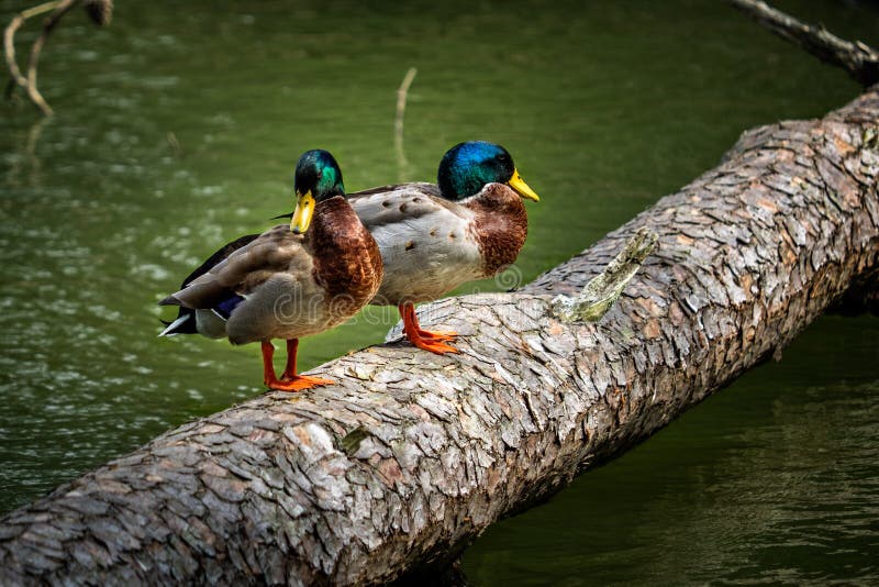 Dois patos do pato selvagem que estão em um log imagem de stock royalty free Dois patos do pato selvagem que estão em um log imagem de stock royalty free