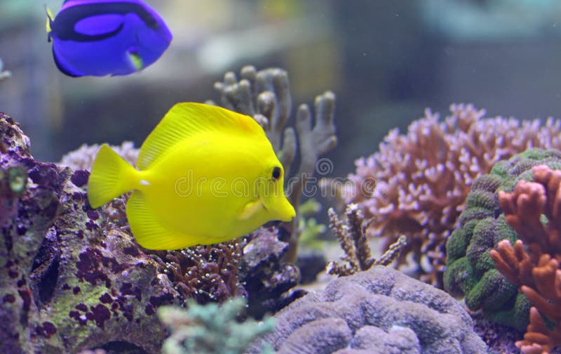 Dois peixes tropicais que nadam no mar morno imagem de stock royalty free Dois peixes tropicais que nadam no mar morno imagem de stock royalty free