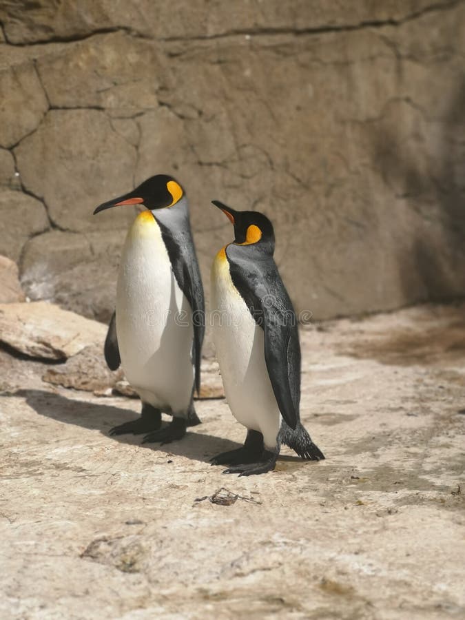 Dois pinguins tentando subir uma montanha e falhando