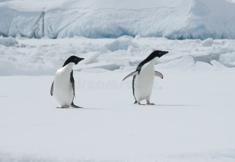 Dois pinguins de Adelie em um floe de gelo. fotos de stock Dois pinguins de Adelie em um floe de gelo. fotos de stock