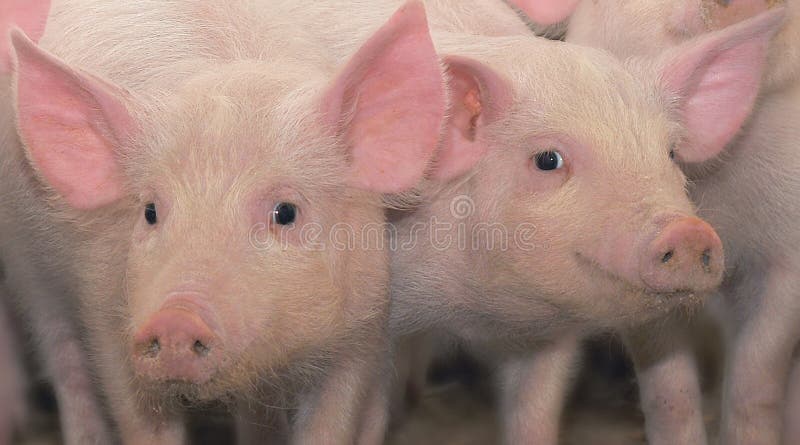 Dois porcos novos imagens de stock royalty free Dois porcos novos imagens de stock royalty free