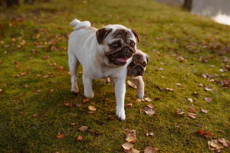 Dois pugs, os cães, a mãe e sua prole estão andando na grama verde e nas folhas de outono, com as caras felizes, sorrindo imagens de stock royalty free Dois pugs, os cães, a mãe e sua prole estão andando na grama verde e nas folhas de outono, com as caras felizes, sorrindo imagens de stock royalty free