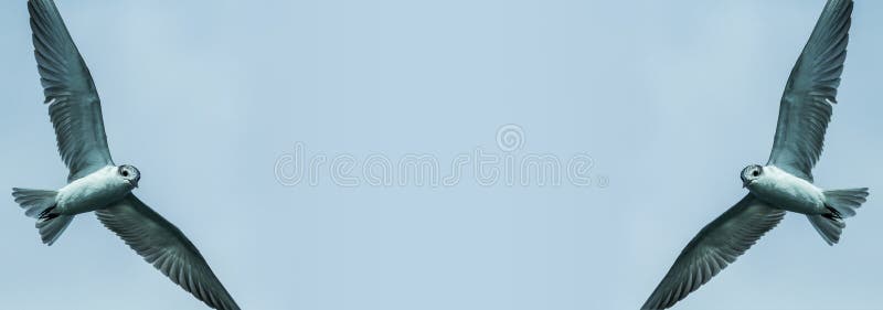 Dois pássaros no fundo do céu fotos de stock royalty free