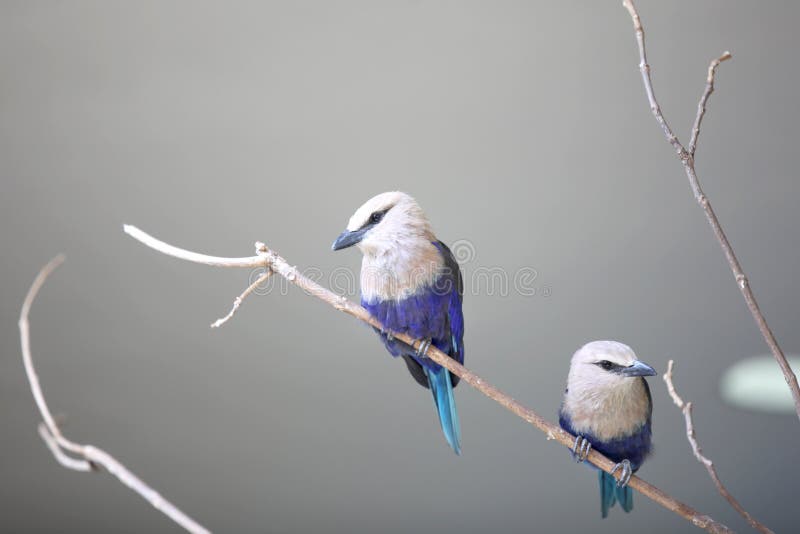 Dois pequenos pássaros de gaios azuis foto de stock