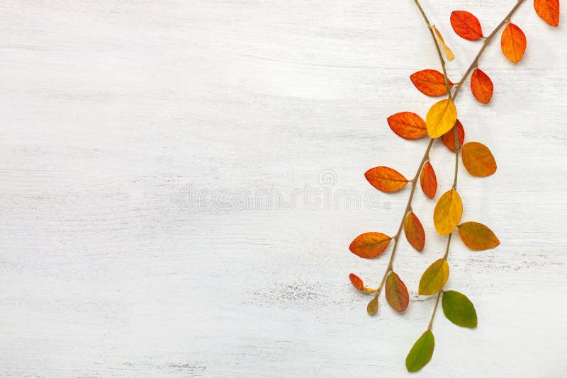Dois ramos com as folhas de outono coloridas em um fundo de madeira gasto branco Configuração lisa