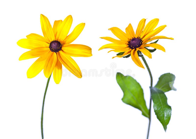 Dois Susan Black-Eyed imagens de stock Dois Susan Black-Eyed imagens de stock