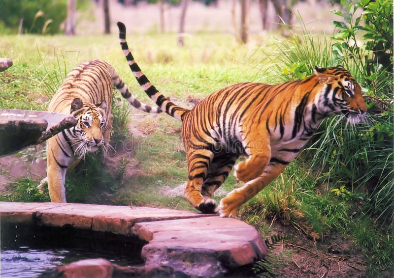 Dois tigres Dois tigres