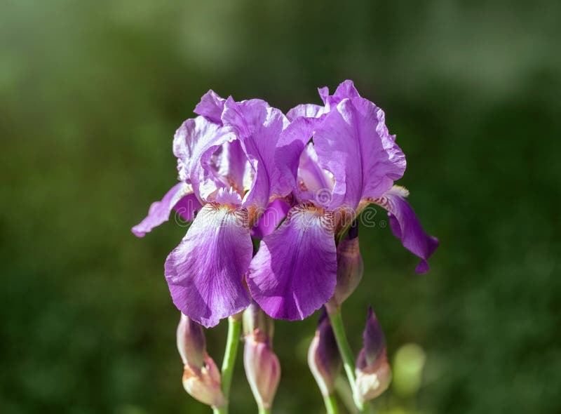 Dois íris roxos no jardim Lindas variedades de flores de íris Violet Harmony Erris roxos se fecham fotos de stock Dois íris roxos no jardim Lindas variedades de flores de íris Violet Harmony Erris roxos se fecham fotos de stock