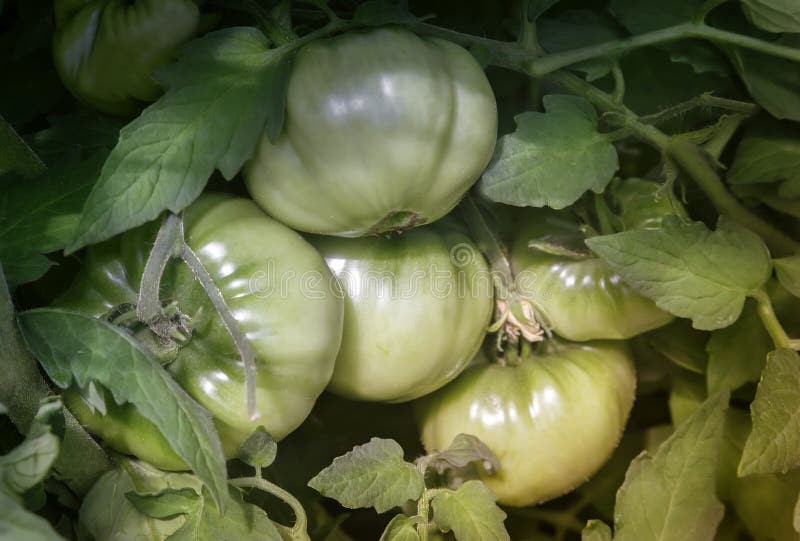 Dojrzewać zielonych pomidory na gałąź Bush obrazy stock Dojrzewać zielonych pomidory na gałąź Bush obrazy stock