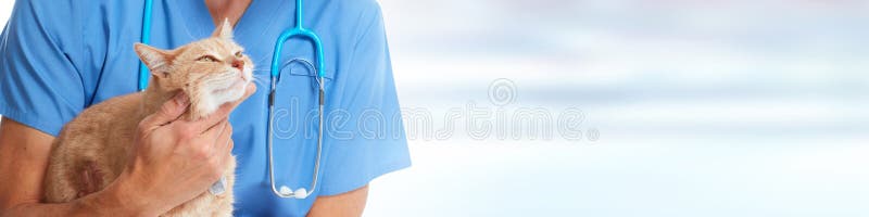 Doktortierarzt mit Katze lizenzfreie stockfotos Doktortierarzt mit Katze lizenzfreie stockfotos