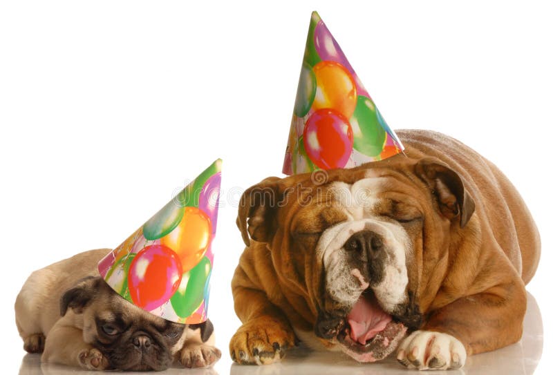 An english bulldog and a pug wearing birthday hats complaining about the situation. An english bulldog and a pug wearing birthday hats complaining about the situation