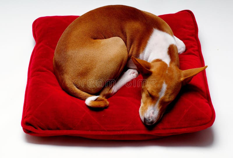 Basenji sleeping on red pillow. Basenji sleeping on red pillow