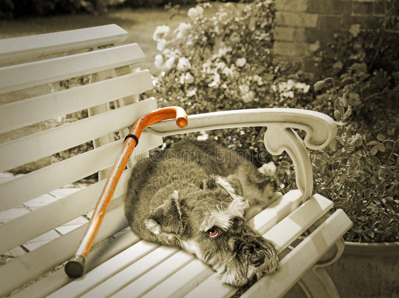 Concetto di foto di come un cane può sentirsi preso tra una roccia e un posto duro come lui pini per il suo defunto proprietario sdraiato con il suo bastone a sinistra dietro dove hanno usato per sedersi.