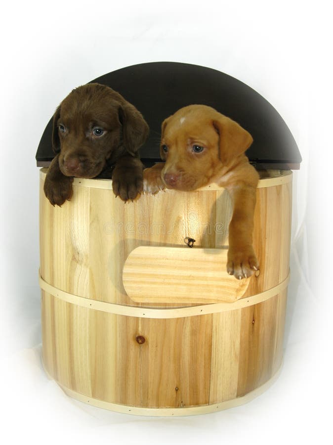 Doleful Dogs hang out of wooden barrel royalty free stock photography