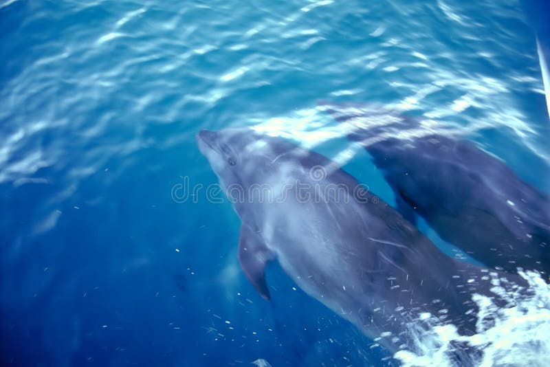 Dolfijnen - de Eilanden van de Galapagos
