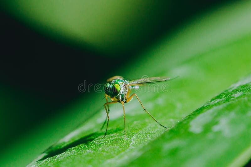 Dolichopodidae sur les feuilles sont petit, vert corps photos libres de droits Dolichopodidae sur les feuilles sont petit, vert corps photos libres de droits