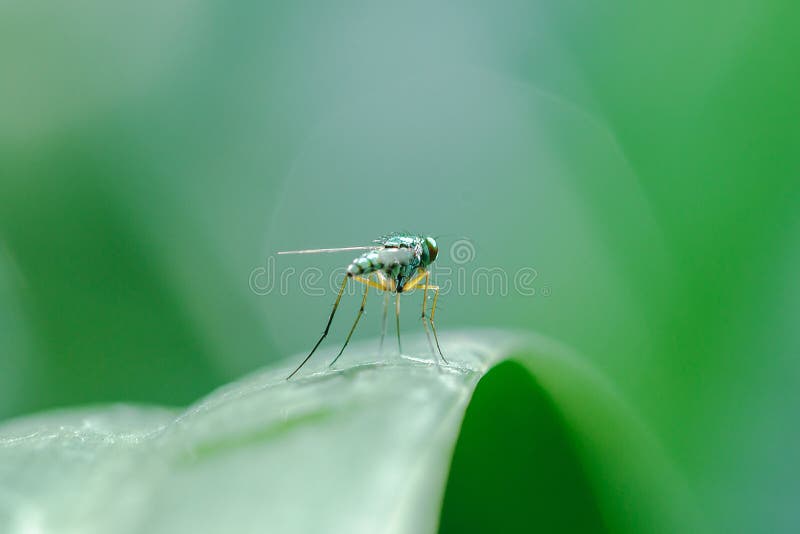 Dolichopodidae sur les feuilles sont petit, vert corps photo libre de droits Dolichopodidae sur les feuilles sont petit, vert corps photo libre de droits