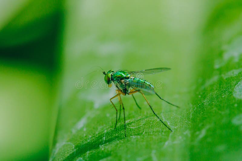 Dolichopodidae sur les feuilles sont petit, vert corps image stock Dolichopodidae sur les feuilles sont petit, vert corps image stock