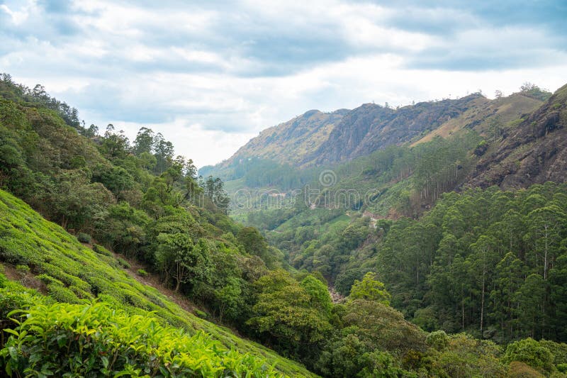 Dolina z plantacją herbaty i lasem w Munnar Południowe Indie krajobraz z polami w Kerala Nilgiri rolnictwa obrazy stock