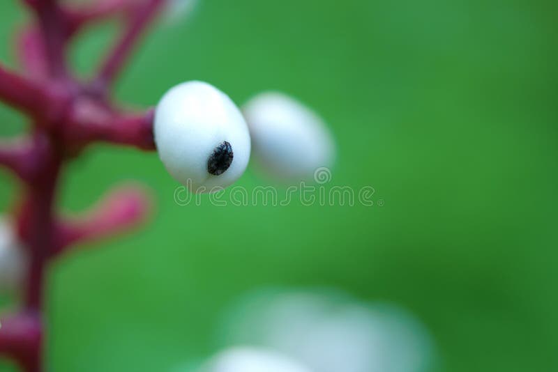 Doll s eye death stock image. Image of pachypoda, closeup 64418371