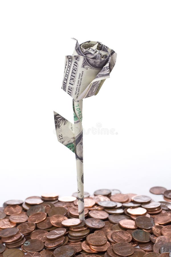 Dollar rose isolated