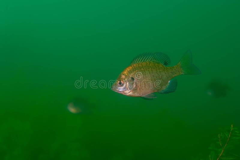 Bluegill Underwater Stock Photos - Free & Royalty-Free Stock Photos from  Dreamstime