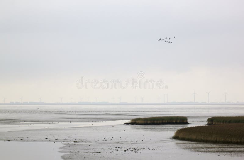 The Dollard area, which borders the Eems estuary, came into existence between 1280 and 1550 approximately. Under the influence of growing environmental awareness, it was decided in 1975 not to reclaim any more of the Dollard and to designate it a nature reserve. The Dollard consists of mud flats, sandbanks, channels and salt marshes. It is one of Europeâ€™s last brackish water tidal areas. In Nieuwe Statenzijl, at the edge of the Netherlands, there stands a bird watching hut, the â€˜Kiekkaasteâ€™. There you can watch the birds on the salt marshes and mud flats undisturbed. The Dollard area, which borders the Eems estuary, came into existence between 1280 and 1550 approximately. Under the influence of growing environmental awareness, it was decided in 1975 not to reclaim any more of the Dollard and to designate it a nature reserve. The Dollard consists of mud flats, sandbanks, channels and salt marshes. It is one of Europeâ€™s last brackish water tidal areas. In Nieuwe Statenzijl, at the edge of the Netherlands, there stands a bird watching hut, the â€˜Kiekkaasteâ€™. There you can watch the birds on the salt marshes and mud flats undisturbed.