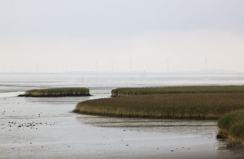 The Dollard area, which borders the Eems estuary, came into existence between 1280 and 1550 approximately. Under the influence of growing environmental awareness, it was decided in 1975 not to reclaim any more of the Dollard and to designate it a nature reserve. The Dollard consists of mud flats, sandbanks, channels and salt marshes. It is one of Europeâ€™s last brackish water tidal areas. In Nieuwe Statenzijl, at the edge of the Netherlands, there stands a bird watching hut, the â€˜Kiekkaasteâ€™. There you can watch the birds on the salt marshes and mud flats undisturbed. The Dollard area, which borders the Eems estuary, came into existence between 1280 and 1550 approximately. Under the influence of growing environmental awareness, it was decided in 1975 not to reclaim any more of the Dollard and to designate it a nature reserve. The Dollard consists of mud flats, sandbanks, channels and salt marshes. It is one of Europeâ€™s last brackish water tidal areas. In Nieuwe Statenzijl, at the edge of the Netherlands, there stands a bird watching hut, the â€˜Kiekkaasteâ€™. There you can watch the birds on the salt marshes and mud flats undisturbed.