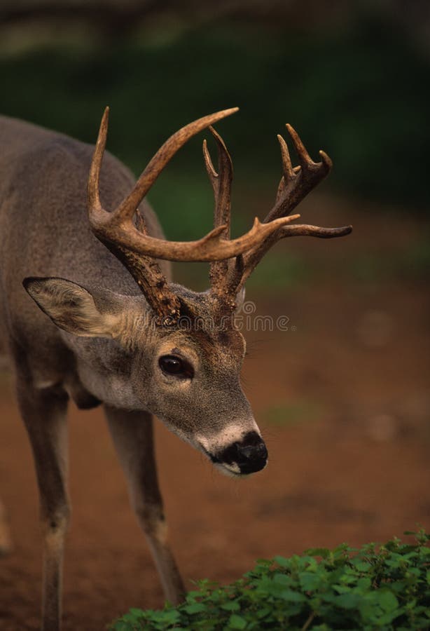 Dollaro non tipico del Whitetail fotografie stock libere da diritti Dollaro non tipico del Whitetail fotografie stock libere da diritti