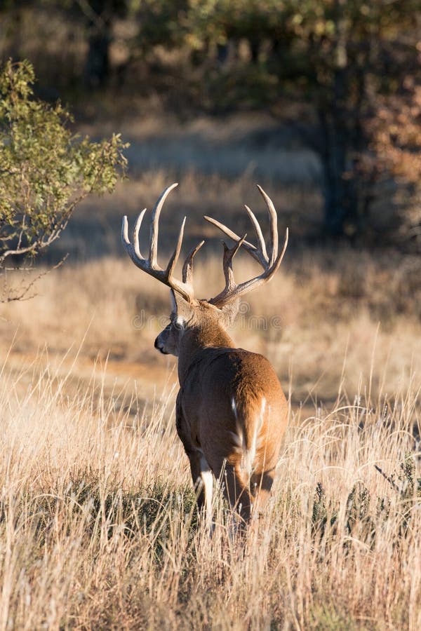 Dollaro spettacolare del whitetail che esamina daina d'avvicinamento fotografie stock Dollaro spettacolare del whitetail che esamina daina d'avvicinamento fotografie stock