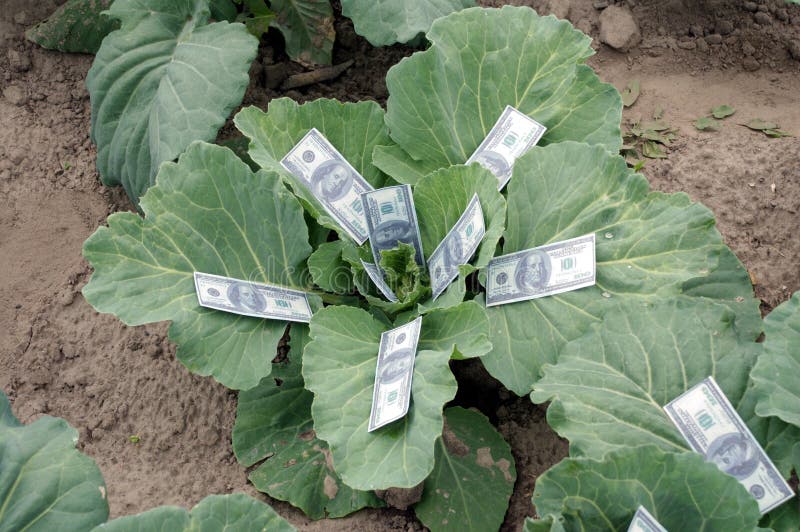 Dollars in the cabbage. money.