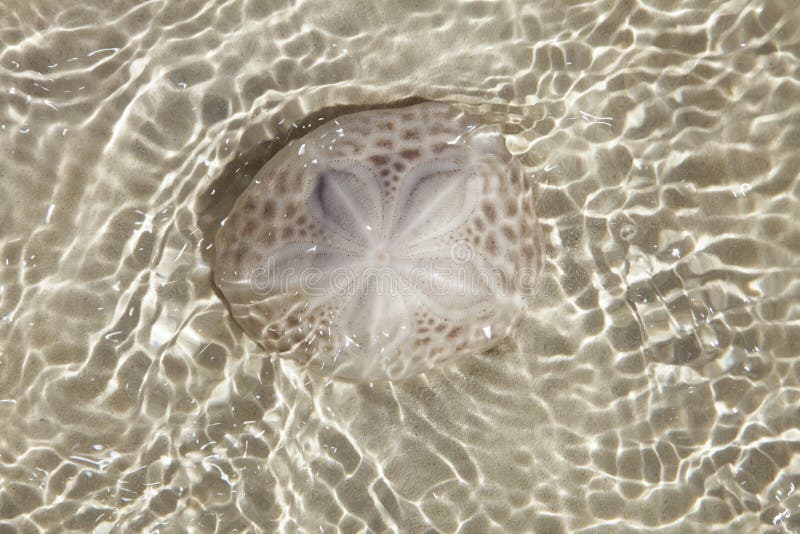 Sand dollar in the sea with sun light , top view. Sand dollar in the sea with sun light , top view