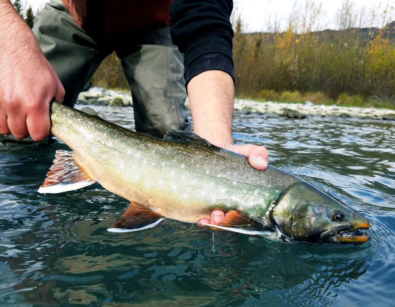 Dolly Varden Fish Stock Photos Free & RoyaltyFree Stock Photos from