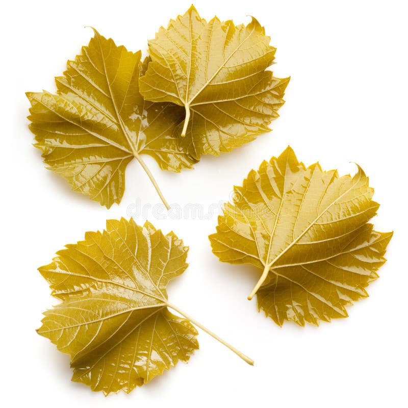 Dolma的葡萄叶子。在白色背景的汇集 库存照片