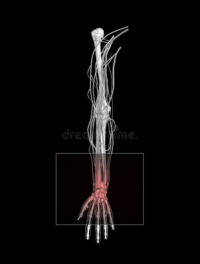 Carpal Tunnel showing nerves, arteries and veins. Carpal Tunnel showing nerves, arteries and veins
