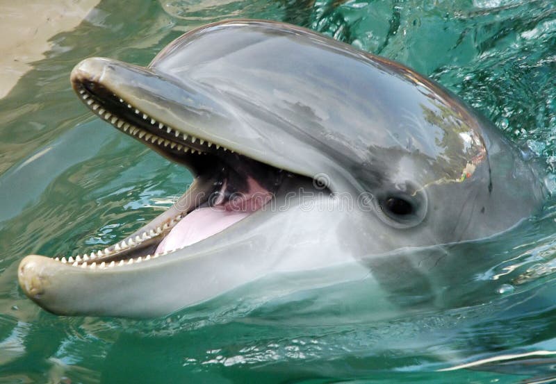 Delfín jeho ústa otvoriť.