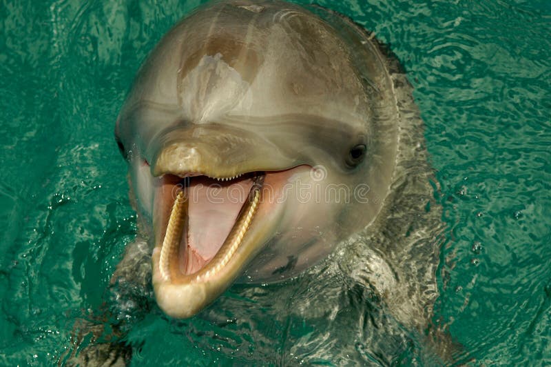 Dolphin