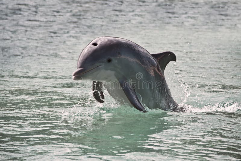 I tursiopi, cucciolo di delfino che salta fuori dall'acqua del mare.